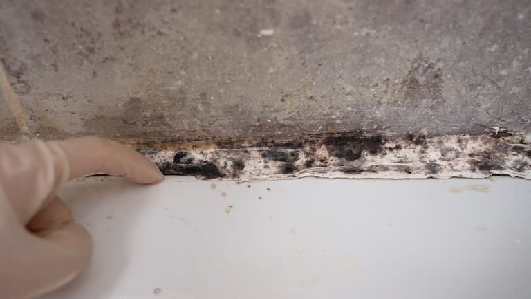 Best Commercial Mold Inspection  in Conley, GA